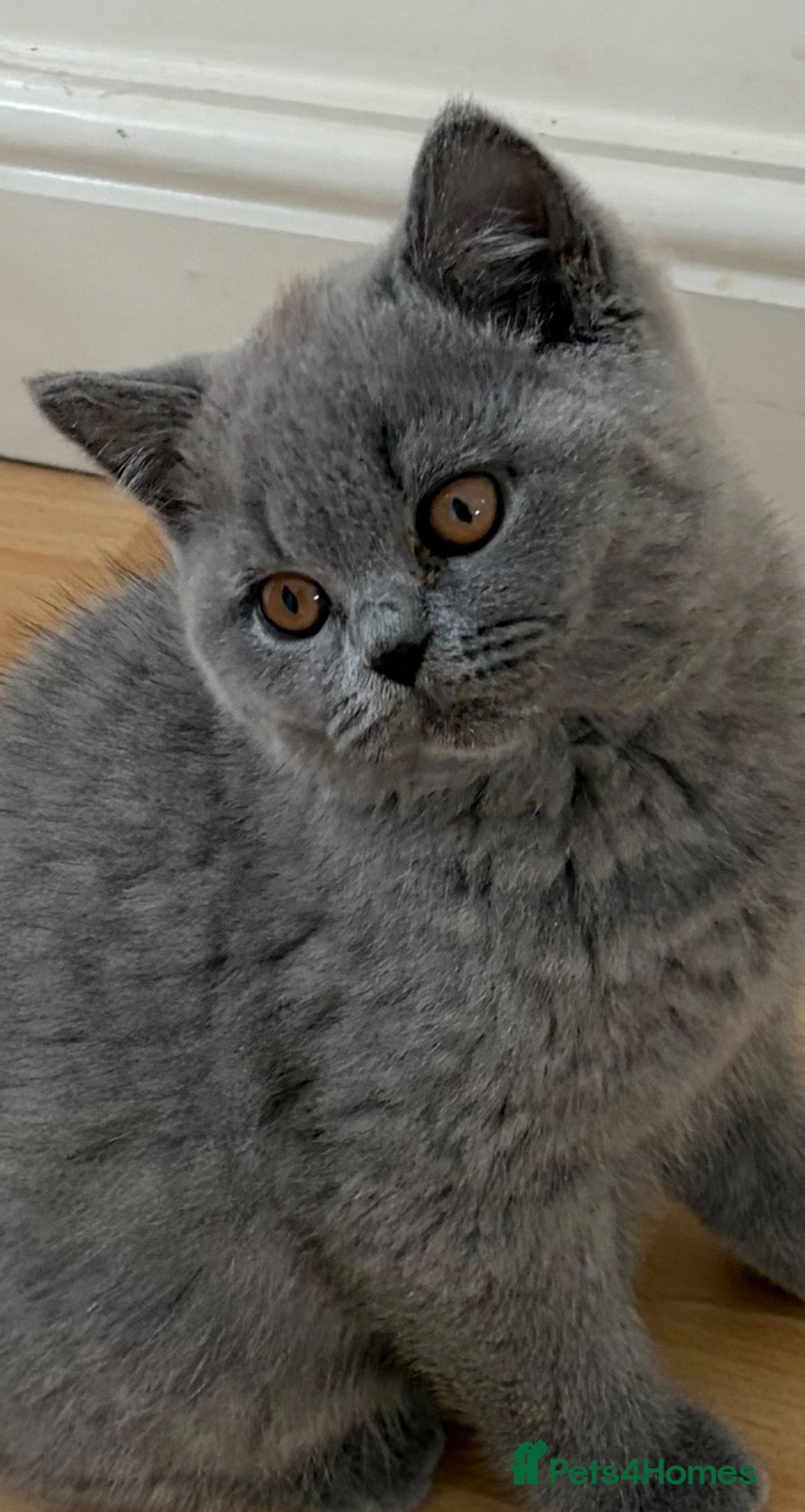 British Shorthair cats Beautiful Blue British Shorthair kittens ready now - Advert 1