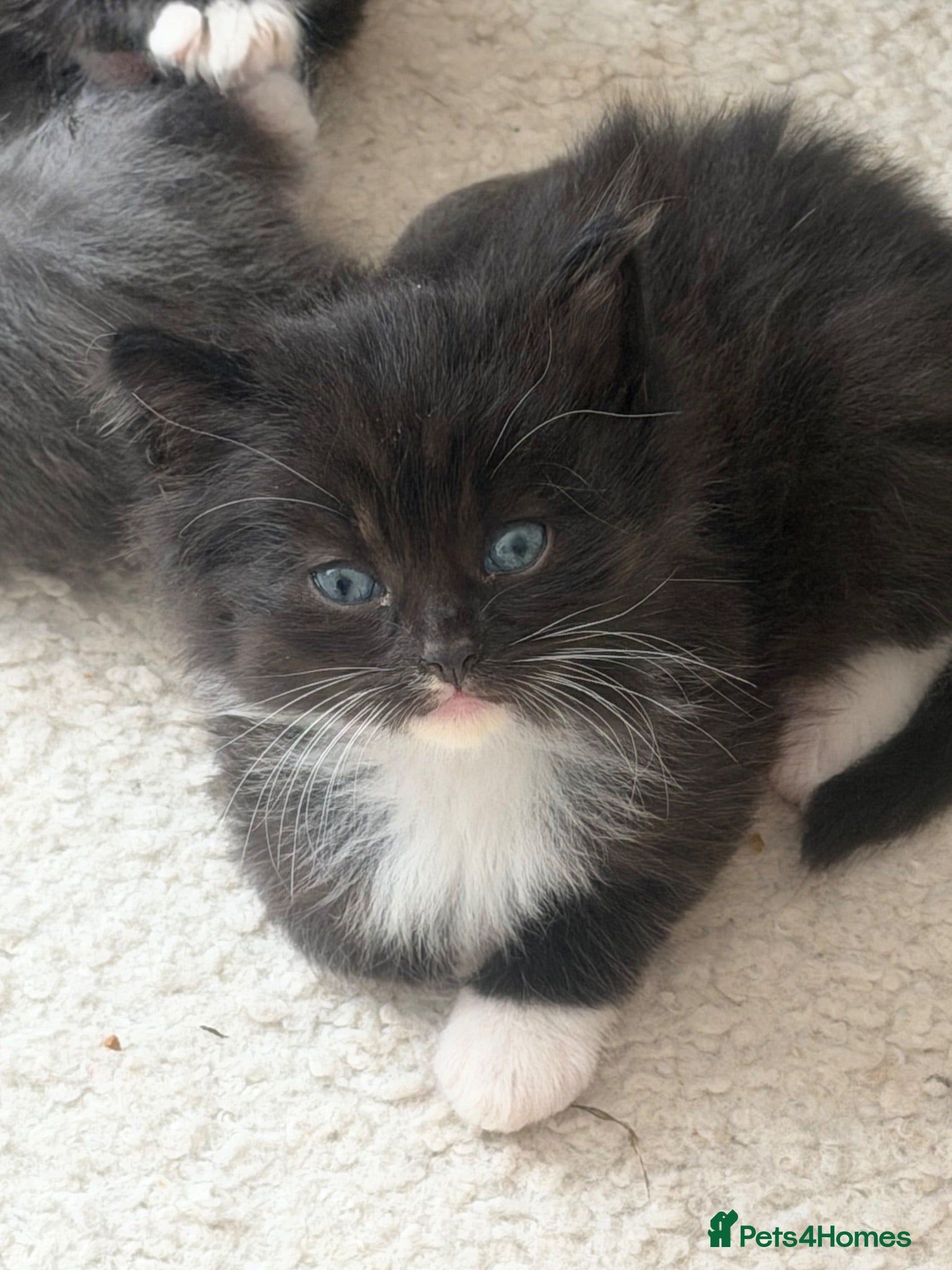 Mixed Breed cats 3 beautiful kittens for sale  - Advert 18