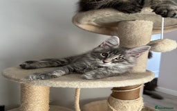 Maine Coon cats for sale: Gorgeous Pure Breed Maine Coon Kittens - Image 5