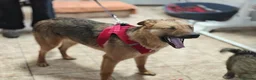 Mixed Breed dogs for adoption: ❤️🐶 MALTA – EASY TO LOVE, EASY TO LIVE WITH in Burton-on-Trent - Advert 11