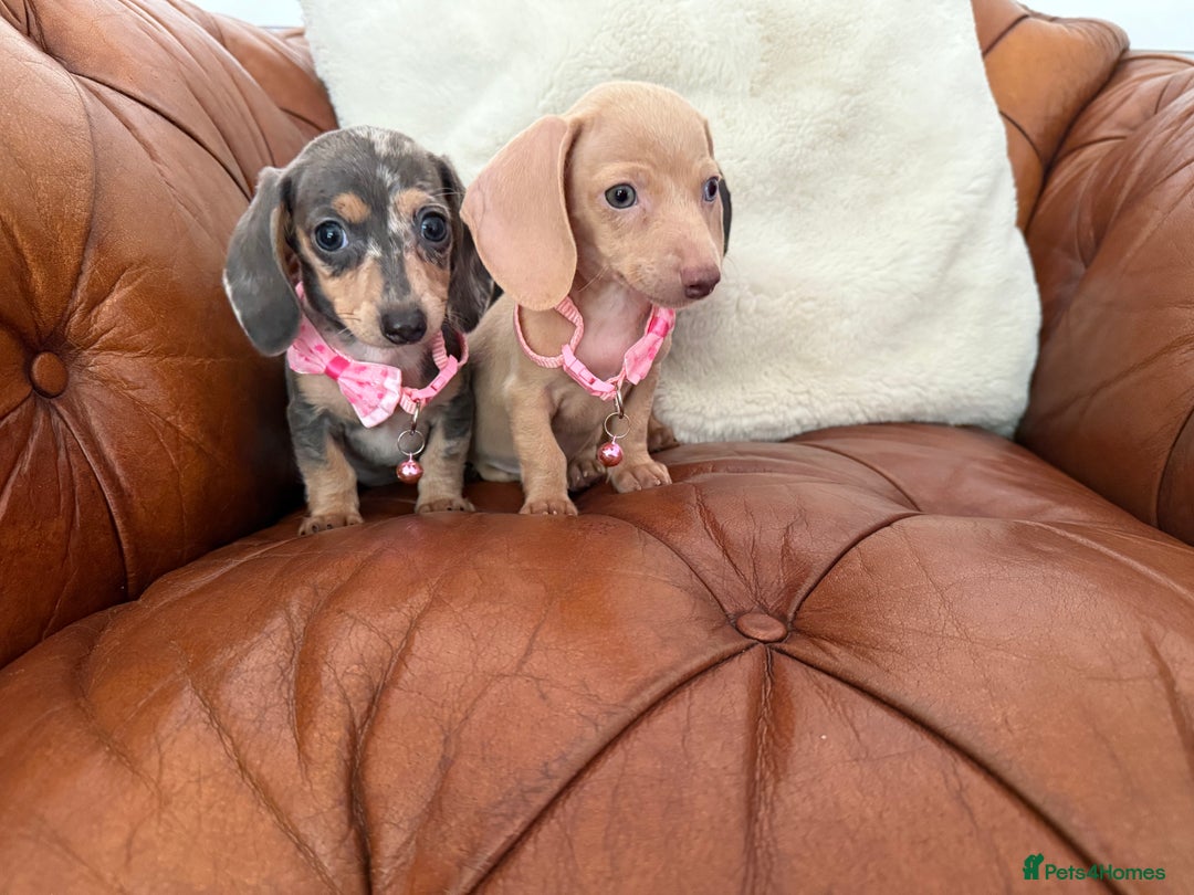 Miniature Dachshund dogs for sale: Beautiful Mini Dachshund Pups 🐶 5 Star ⭐ Breeder - Image 6