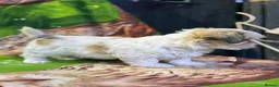 Yochon dogs for sale: Yorkshire terrier mix with Bichon Frise - Advert 8