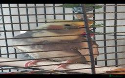 Cockatiels birds for sale: Pickles - Image 1