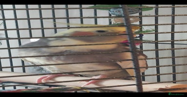 Cockatiels birds - Advert 4