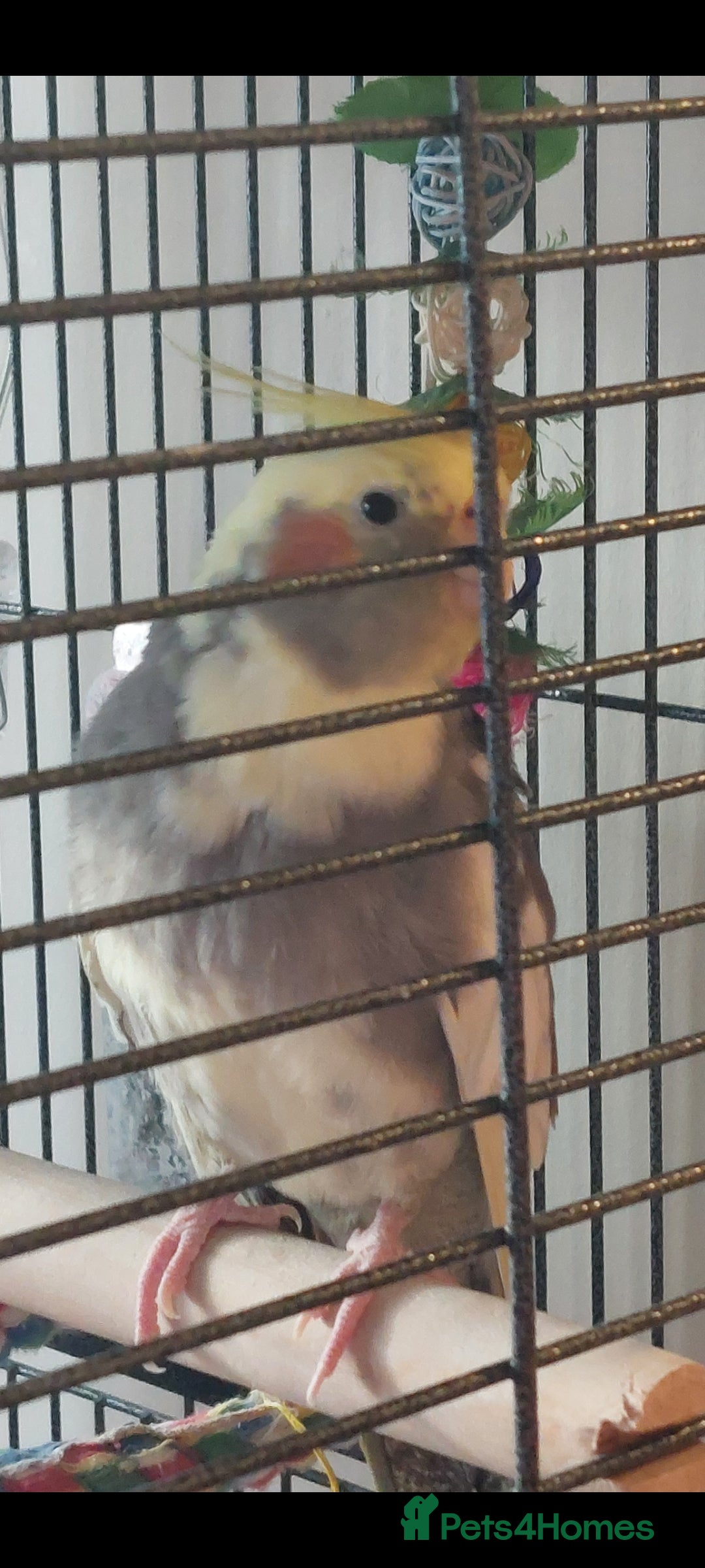 Cockatiels birds for sale: Pickles - Image 1