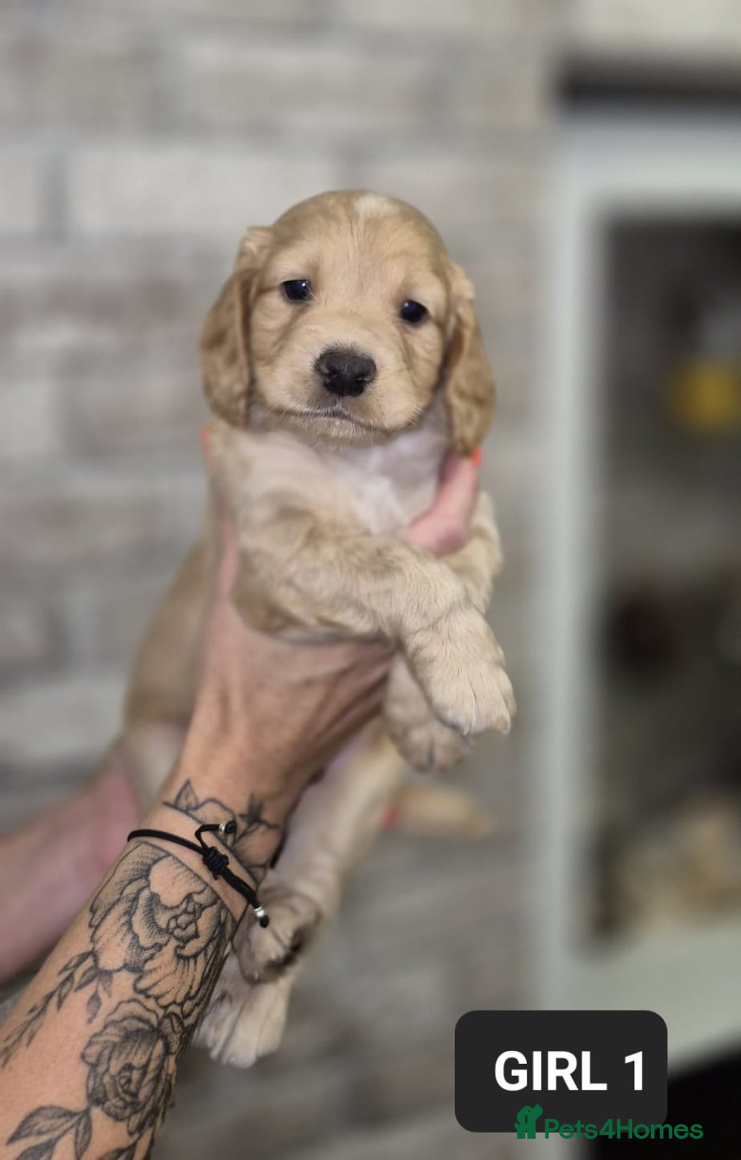 Cocker Spaniel dogs for sale: Beautiful golden cocker spaniel puppies  - Image 4