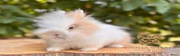 Lionhead rabbits for sale: Fully Vaccinated Lionheads Ready Now  - Advert 10