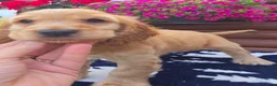 Cocker Spaniel dogs for sale: Show type Cocker spaniels  - Advert 9