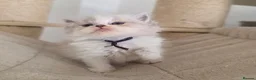 Persian cats for sale: Persian x Ragdoll girls in Bicester - Advert 6