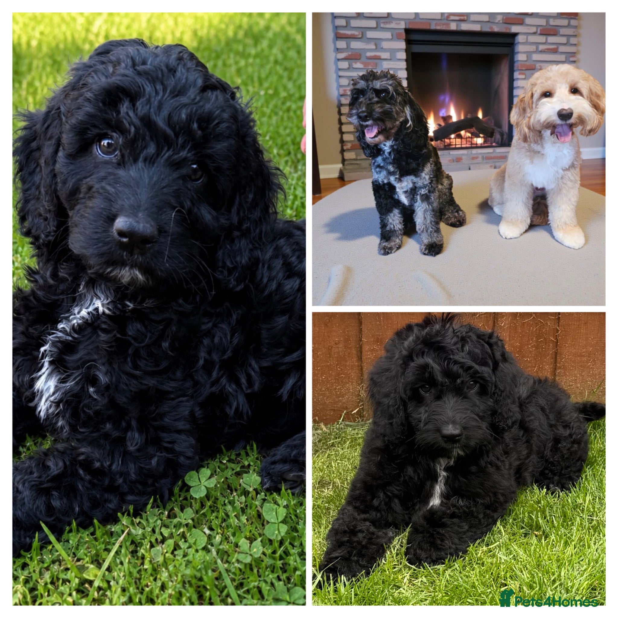 Australian Labradoodle dogs the last boy is waiting for his family - Advert 2