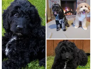 Australian Labradoodle dogs the last boy is waiting for his family - Advert 2