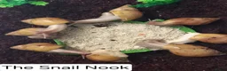 Snails invertebrates for sale: Giant African Land Snails Juveniles in Milton Keynes - Advert 11