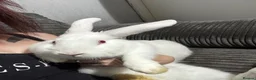 New Zealand rabbits for sale: 2 New Zealand female rabbits  in Holyhead - Advert 2
