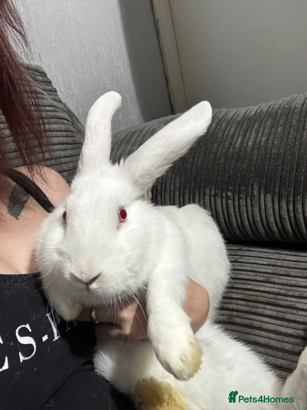 New Zealand rabbits for sale: 2 New Zealand female rabbits  in Holyhead - Advert 2