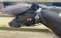 Shetland pony horses for sale: Miniature shetland gelding - Image 5
