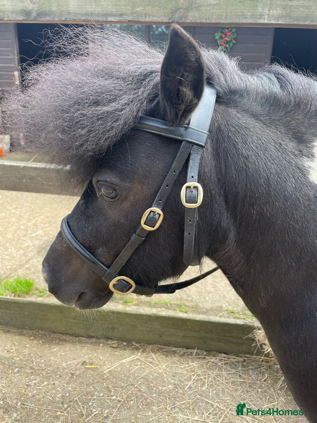 Shetland pony horses for sale: Miniature shetland gelding - Image 5