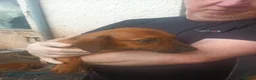 Mixed Breed dogs for sale: Border collie x puppies - Advert 13