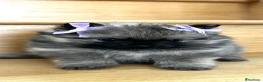 Pomeranian 6