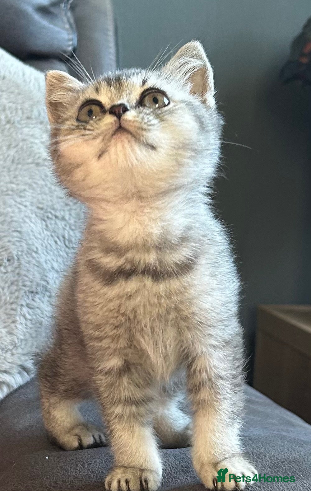 British Shorthair cats One Female kitten available  - Advert 2