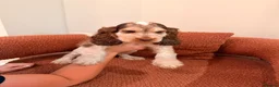 Cocker Spaniel dogs for sale: Male KC Registered Show Cocker Spaniel Ready to go - Advert 5