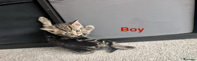 Bengal pattern boy