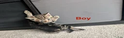 Mixed Breed cats for sale: Scottish straight, turquoise shell adorable 🥰  - Advert 7