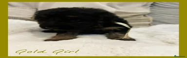 German Shepherd Puppy 4