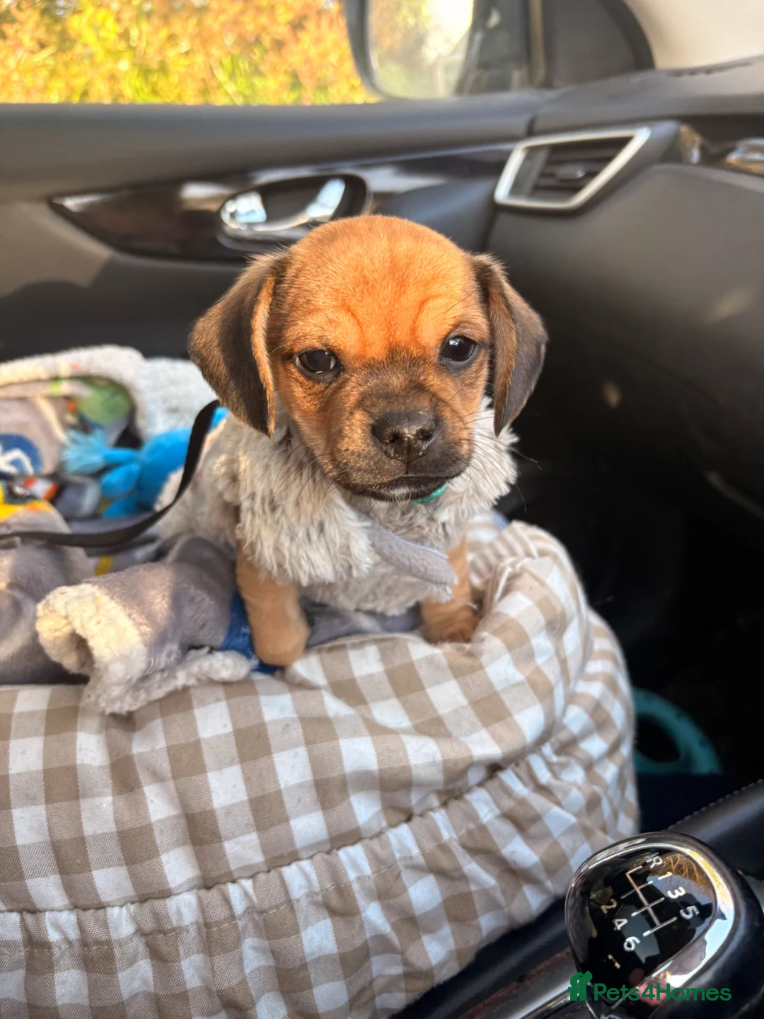 Mixed Breed dogs for sale: Miniature dachsund x pug  - Advert 6