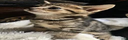 Bengal cats for sale: Stunning Bengal X With Beautiful Markings - Advert 5