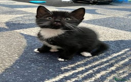 Mixed Breed cats for sale: 5 kittens for sale - Image 3