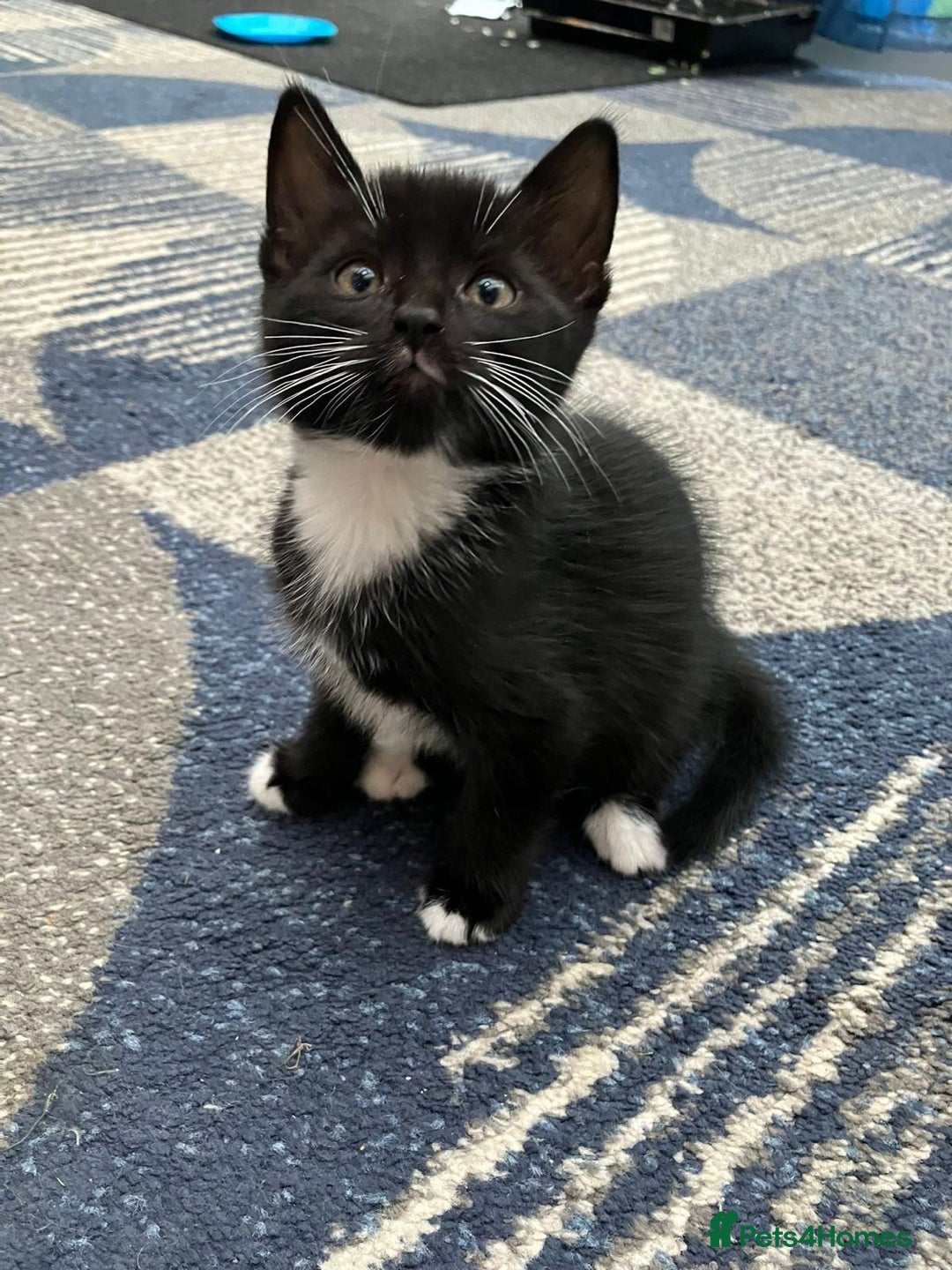 Mixed Breed cats for sale: 5 kittens for sale - Image 3
