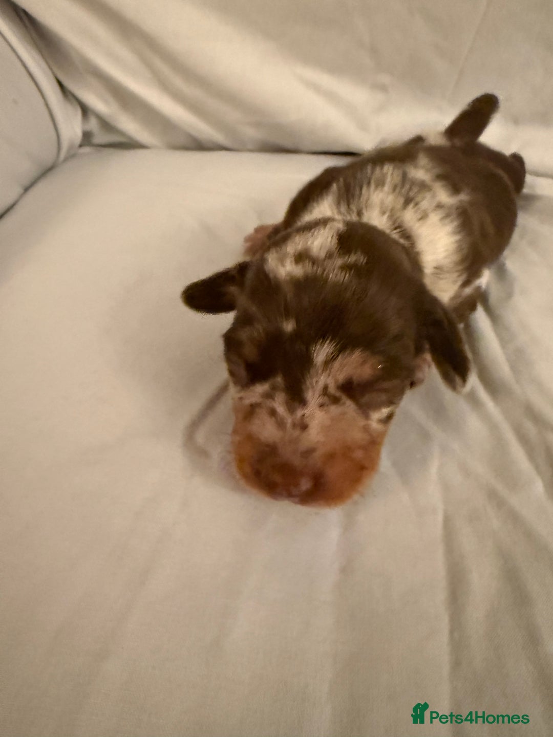 Dachshund dogs for sale: Miniature Dachshund puppies for sale - Advert 7