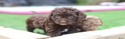 Cavapoo dogs for sale: F1 rare chocolate/choc Merle Cavapoo pups - Advert 18