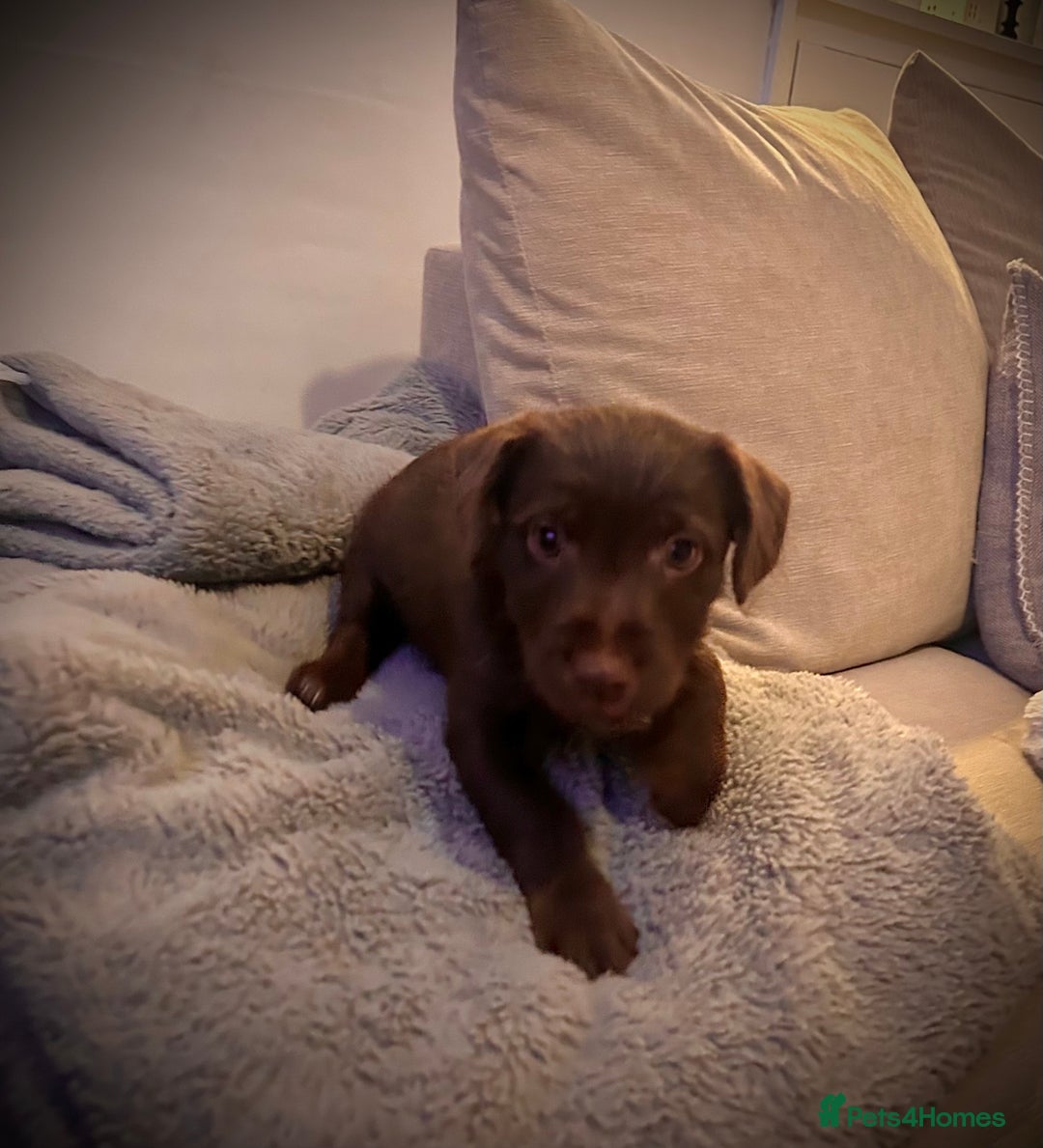 Patterjack dogs for sale: 2 female patterjacks  - Advert 3