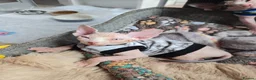 Sphynx cats for sale: Spectacular Sphynx kittens TICA & GCCF  DBE - Advert 34
