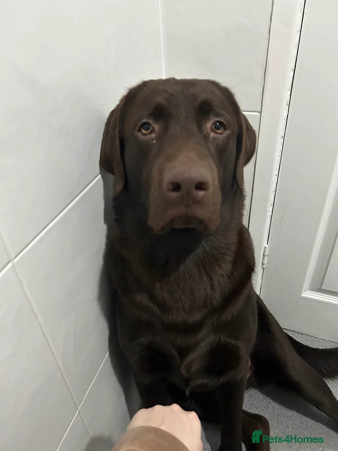 Labrador Retriever dogs for stud: Rolo  - Advert 5