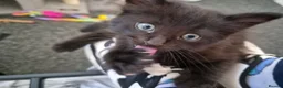 Mixed Breed cats for sale: Black and white mixed breed kitten - Advert 7