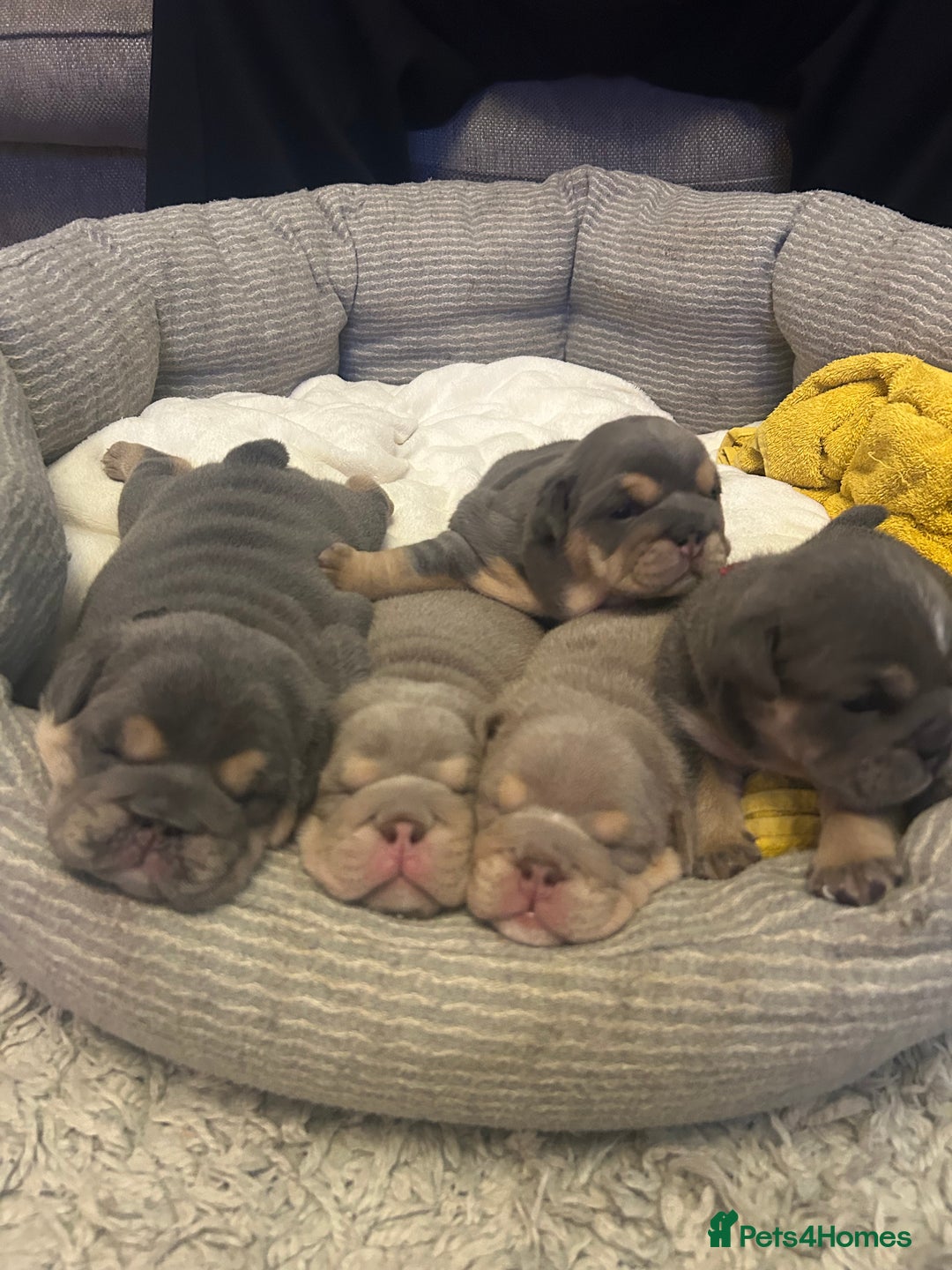 English Bulldog dogs for sale: Gorgeous Puppy Bulldogs for sale - Advert 1