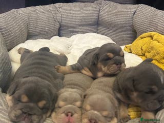 English Bulldog dogs Gorgeous Puppy Bulldogs for sale - Advert 3