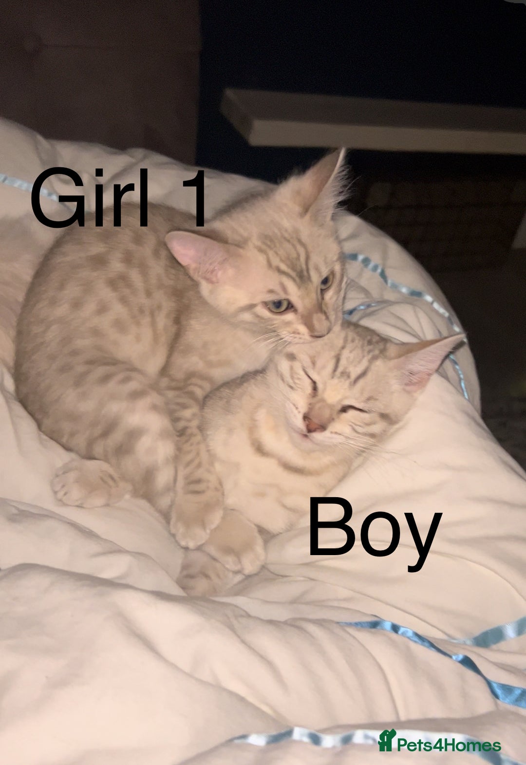 Mixed Breed cats for sale: mixed bengal kittens, ready to leave b4  **  - Advert 2