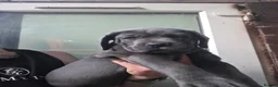 Cane Corso dogs for sale: 1 Female blue beautiful cane corso pup 10 week ol1 - Advert 2