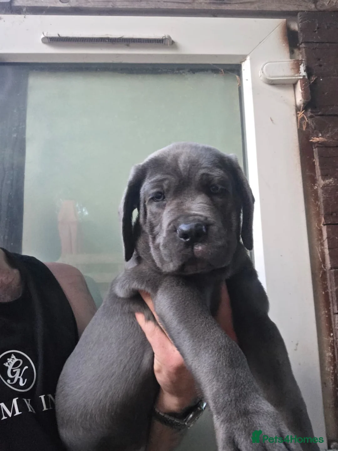 Cane Corso dogs for sale: 1 Female blue beautiful cane corso pup 10 week ol1 - Advert 2