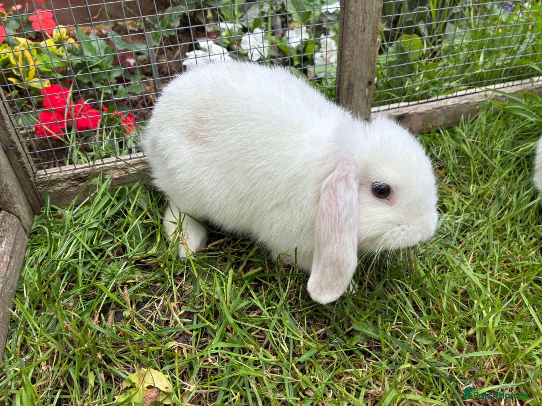 Lionhead rabbits 2 minilop  babies left  - Advert 23