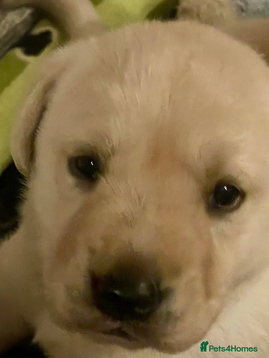 Labrador Retriever dogs for sale: Fabulous KC registered labradors - Image 19