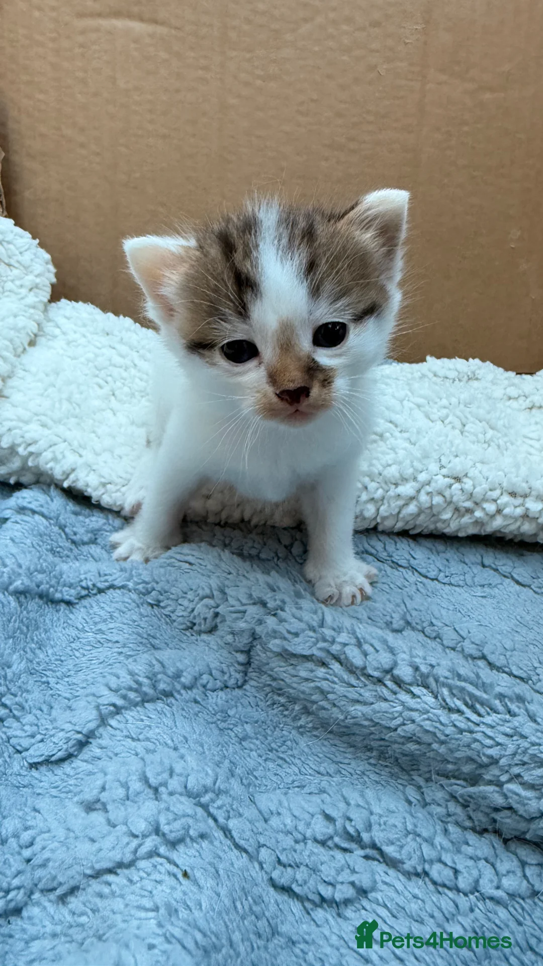 Maine Coon cats for sale: Maine coon cross kittens  - Advert 1