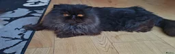 Persian cats for sale: Intact active adult black male - Advert 7