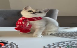 Scottish Fold cats for sale: Scottish Straight Boy - Image 2