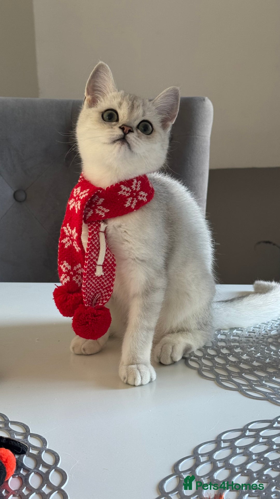 Scottish Fold cats for sale: Scottish Straight Boy - Image 2