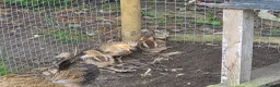Chickens poultry for sale: Fertile Micro Serama hatching eggs - Advert 5