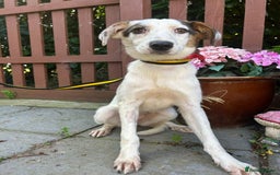 Mixed Breed dogs for adoption: Clover - Fakenham Norfolk   - Image 1